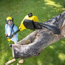 Best Lawn Watering Services  in La Homa, TX