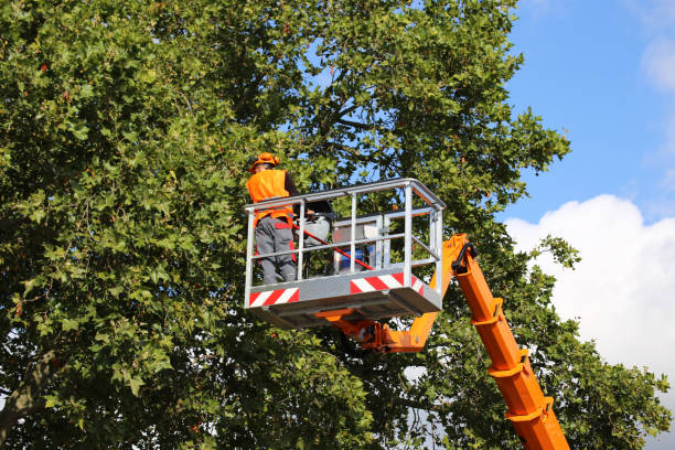 Best Arborist Consultation Services  in La Homa, TX