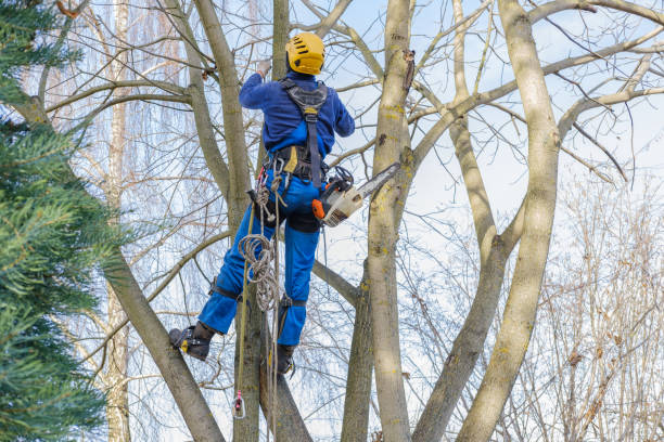 Best Utility Line Clearance  in La Homa, TX
