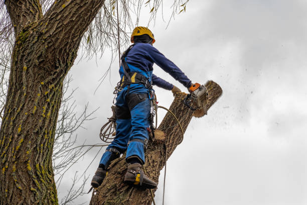 How Our Tree Care Process Works  in  La Homa, TX
